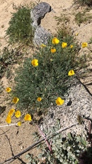 Eschscholzia minutiflora