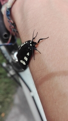 Alypiodes bimaculata