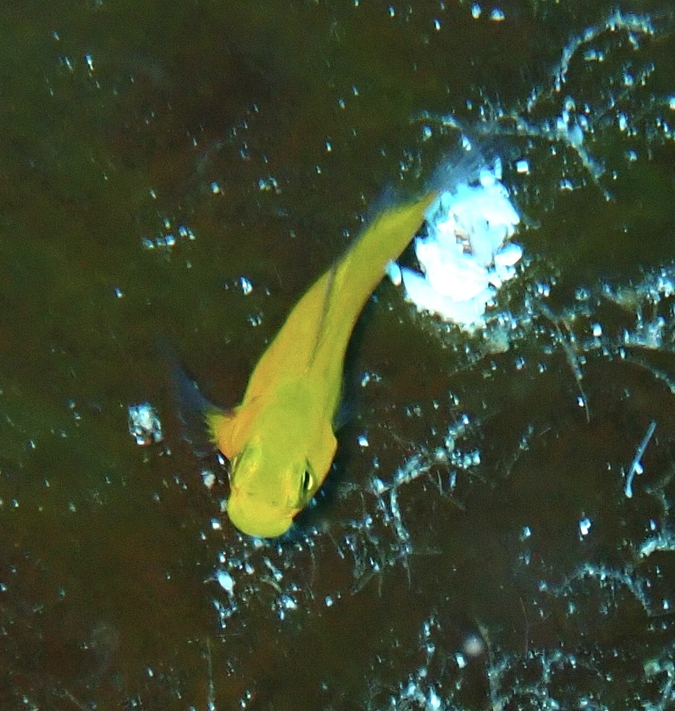Black Blenny