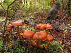 Cortinarius papaver