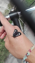 Alypiodes bimaculata