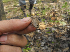 Pseudacris triseriata