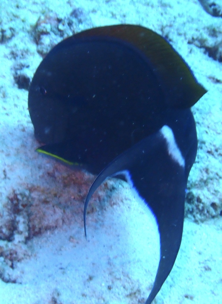 Epaulette surgeonfish