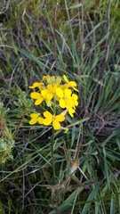 Erysimum suffrutescens