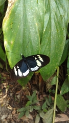 Heliconius cydno cydnides