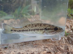 Spotted Bass photo 2