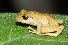 Rio San Juan Robber Frog photo 3