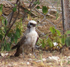 Eurocephalus anguitimens