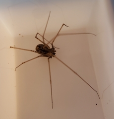 Psilochorus utahensis