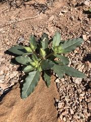 Mentzelia tricuspis
