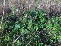 Sidalcea malachroides