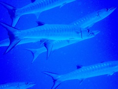 タツカマス