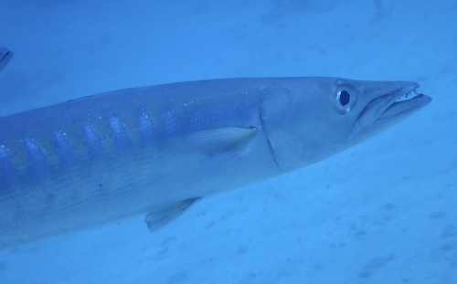 Blackfin barracuda (Sphyraena qenie) — Sphyraenidae — 3