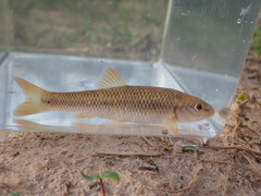 Bluehead Chub photo 4