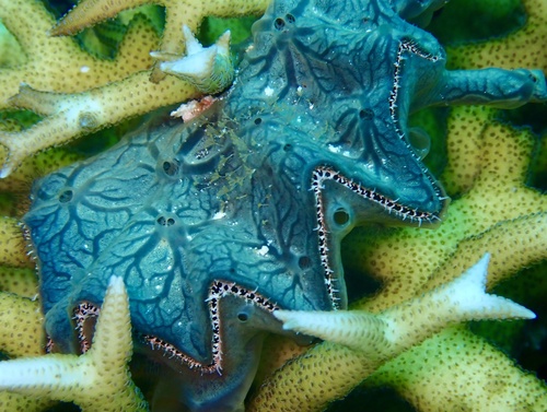 Cockscomb Oyster — seen at this dive site