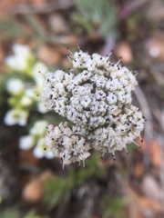 Lomatium nevadense