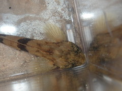 Cottus chattahoochee