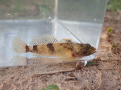 Cottus chattahoochee