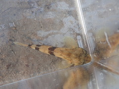 Cottus chattahoochee