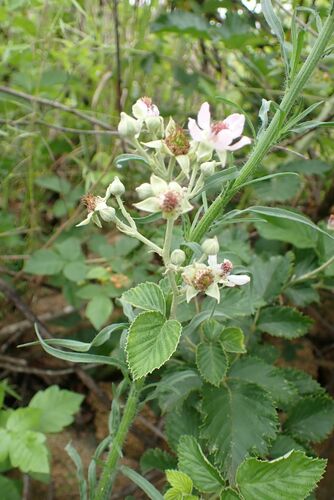 Image of White Bramble (Rubus rigidus) by no rights reserved