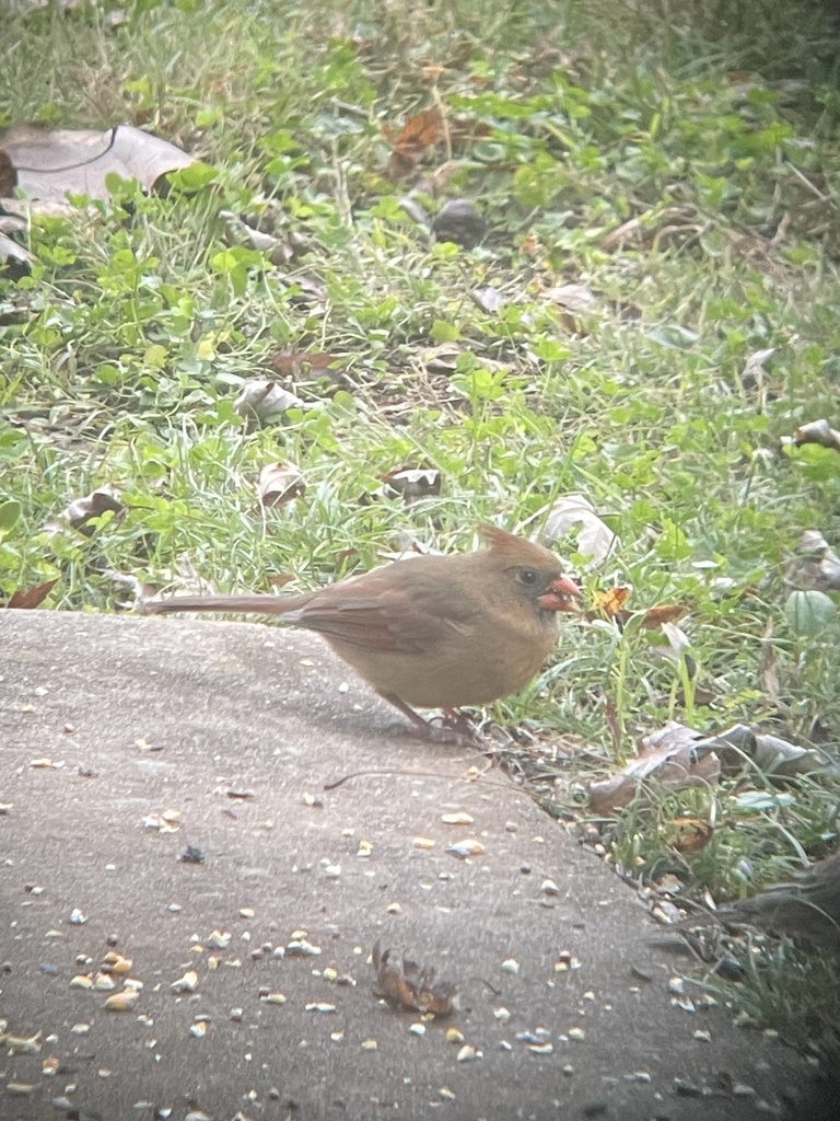 Northern Cardinal from Sherrill Blvd, Murfreesboro, TN, US on November