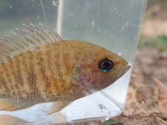 Lepomis punctatus