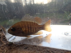 Lepomis punctatus