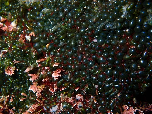 Image of Valonia utricularis by (c) Ben Jobson, some rights reserved (CC BY)