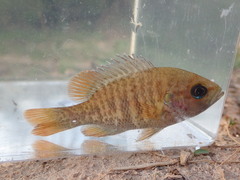 Lepomis punctatus