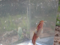 Noturus leptacanthus