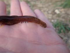 Noturus leptacanthus