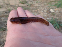 Noturus leptacanthus