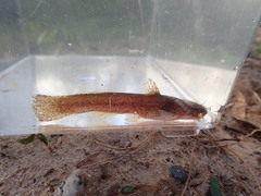 Noturus leptacanthus