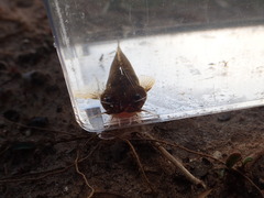 Noturus leptacanthus