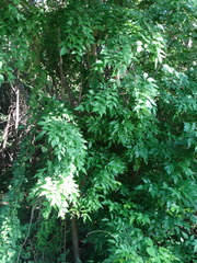 Lonchocarpus mutans