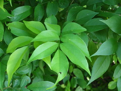 Lonchocarpus mutans