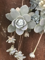 Orostachys malacophylla iwarenge