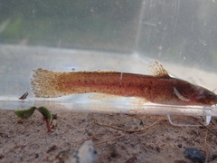 Noturus leptacanthus