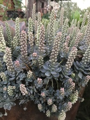 Orostachys malacophylla iwarenge