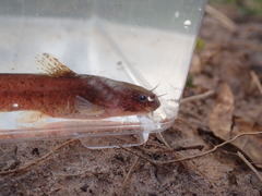 Noturus leptacanthus