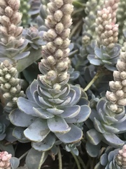 Orostachys malacophylla iwarenge