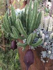 Stapelia leendertziae