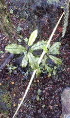 Quintinia serrata