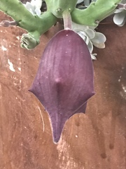 Stapelia leendertziae