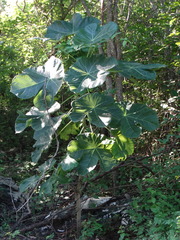 Jatropha peltata