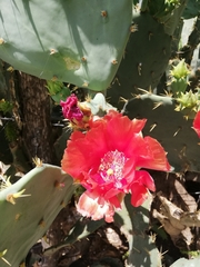 Opuntia gomei