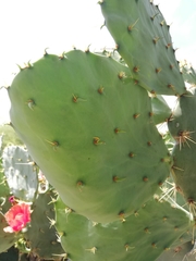 Opuntia gomei