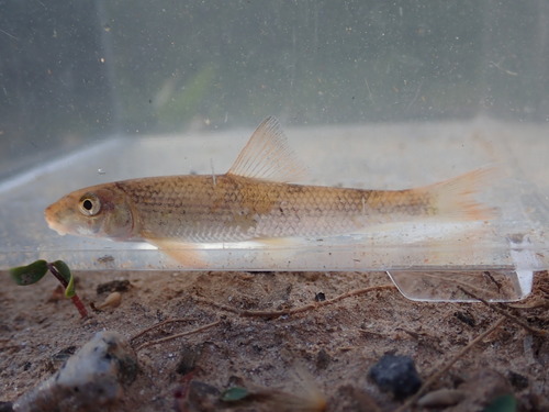 Greater jumprock (Moxostoma lachneri) — Catostomidae