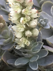Orostachys malacophylla iwarenge
