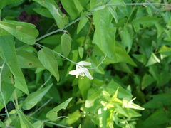 Carlowrightia arizonica